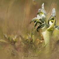 Orchidée Porcelaine