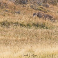 Puma en chasse