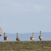 Nandu d'Amérique et ses poussins