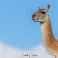 Guanaco