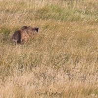 Puma en chasse
