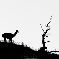 Guanaco