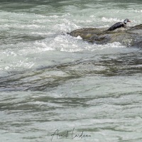 Merganette des torrents