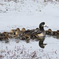 Canard de Chiloe et ses canetons, Patagonie