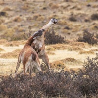 Guanaco: altercation entre deux mâles