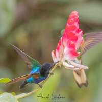 Colibri de Jardine