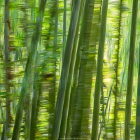 Foret de bambou