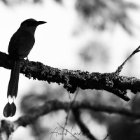 Motmot d'Equateur