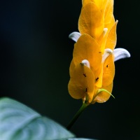 Pachystachys jaune