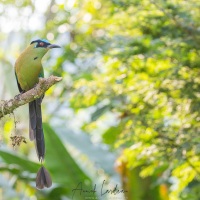 Motmot d'Equateur