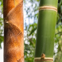 Détail de bambou