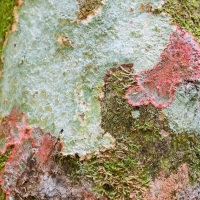 Lichens sur un tronc