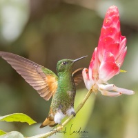 Colibri flavescent