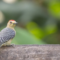 Pic à couronne rouge