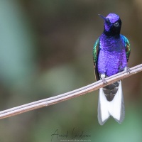 Colibri de Jardine