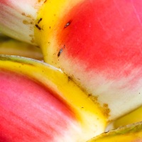 Heliconia wagneriana