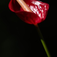 Anthurium rouge