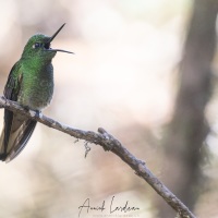 Colibri flavescens