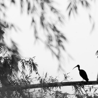 Ibis à face nue