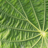 Envers d'une feuille dans la foret tropicale