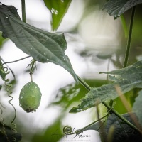 Petit fruit dans la foret