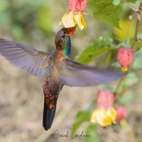 Inca celeste