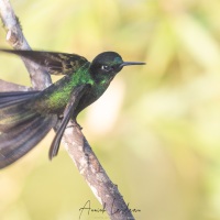 Colibri flavescens