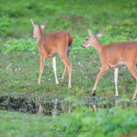 Duo de cerf à queue blanche de Colombie