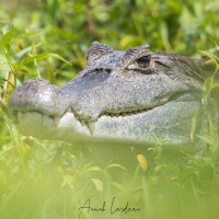 Caiman à lunettes