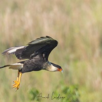 Caracara huppé