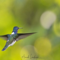 Colibri jacobin