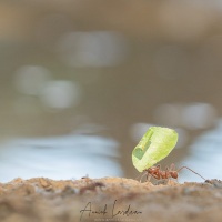 Fourmis coupeuses de feuilles