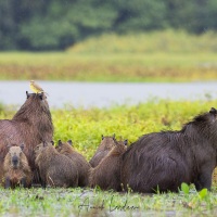 Capibara et tyran querelleur