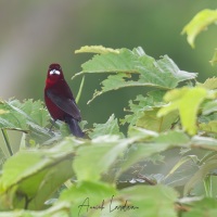 Tangara à dos rouge