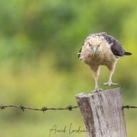 Caracara à tête jaune