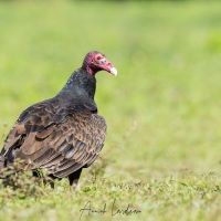 Urubu à tete rouge