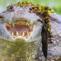 Caiman à lunettes