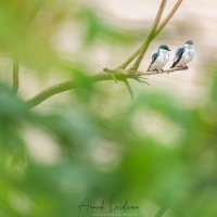 Hirondelle à ailes blanches