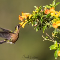 Colibri sp