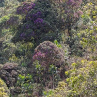 Floraison dans la foret tropicale