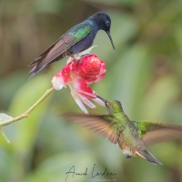 Colibri de Jardine et colibri flavescent