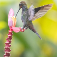 Inca celeste