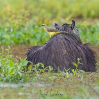 Capibara et tyran querelleur