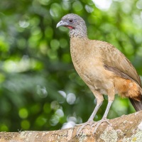 Ortalide à ventre roux