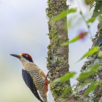 Pic de Pucheran