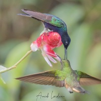 Colibri de Jardine et colibri flavescent