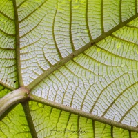 Détail d'une feuille dans la foret tropicale