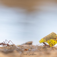 Fourmis coupeuses de feuilles