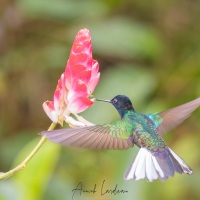 Colibri de Jardine