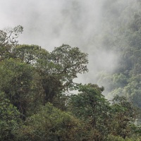 Foret tropicale dans le brouillard